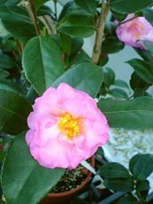 Camelia hybrida ´Sasanqua´