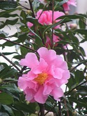 Camelia japonica