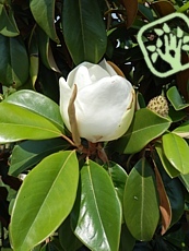 Magnolia grandiflora