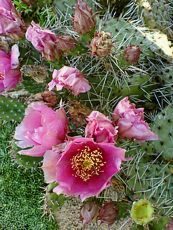 Opuntia polyacantha var. hystricina 