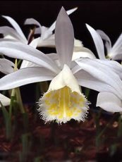 Pleione formosana ´Alba´ 