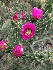 Cylindropuntia imbricata 