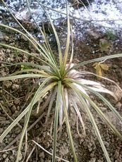 Yucca elata