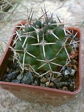 Mammillaria meiacantha 