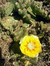 Opuntia humifusa