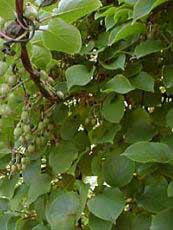 Aktinidia chinensis