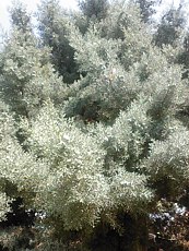 Cupressus arizonica´Glauca´