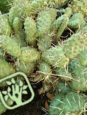 Opuntia fragilis var. denudata ´Prag´ 