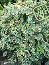 Sequoia sempervirens 'Prostrata'