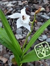 Bletilla striata var. alba