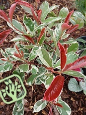 Photinia x fraseri ´Pink Marble´ 