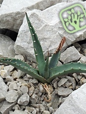 Agave utahensis var. eborispina