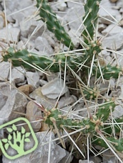 Cylindropuntia whipplei 