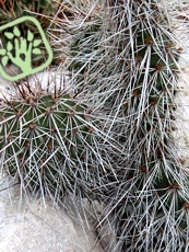 Opuntia polyacantha var. erinacea