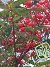 Nandina domestica