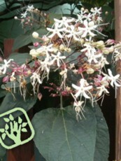 Clerodendrum trichotomum var. fargesii