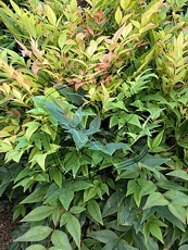 Nandina domestica