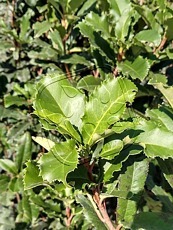 Photinia serratifolia ´Crunchy´