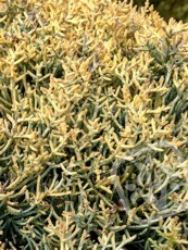 Cupressus arizonica´Aurea´