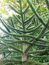 Araucaria araucana