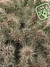 Opuntia fragilis