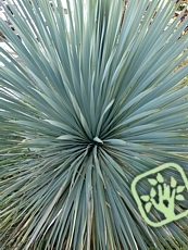 Yucca rostrata