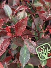 Photinia x fraseri ´Little Red Robin´ 