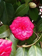 Camelia japonica´Kramer´s Supreme´