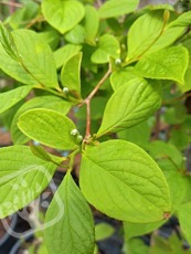 Stewartia preudocamellia