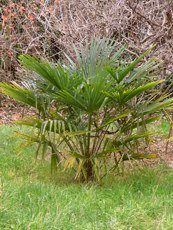 Trachycarpus fortunei