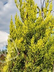 Cupressus macrocarpa´Goldcrest´