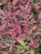 Nandina domestica´Summer Sunset´