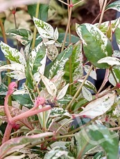 Nandina domestica´Twilight´