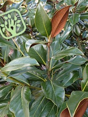 Magnolia grandiflora ´Goliath´