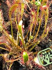 Drosera anglica