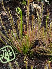 Drosera intermedia