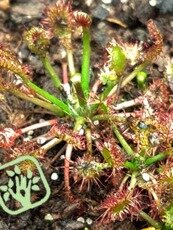 Drosera rotundifolia