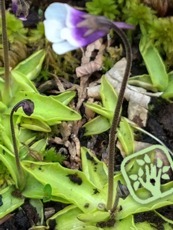 Pinguicula vulgaris