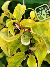 Stachyurus chinensis ´Joy Forever´