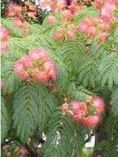 Albisia julibrissin