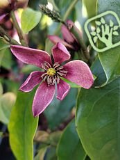 Magnolia grandiflora ´Goliath´