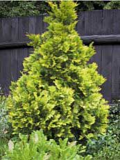 Thuja occidentalis ´Europe Gold´