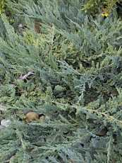 Juniperus horizontalis´Blue Ship´
