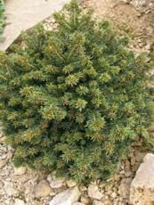 Picea glauca´Echiniformis´