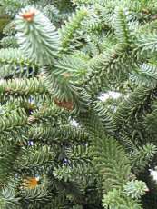 Abies pinsapo ´Glauca´