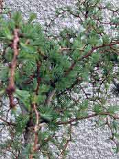 Larix kaempferi ´Blue Dwarf´