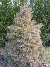 Thuja occidentalis´Ericoides´