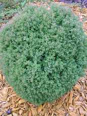 Thuja occidentalis´ Teddy´ 