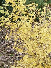 Ginkgo biloba´ Autum Gold´