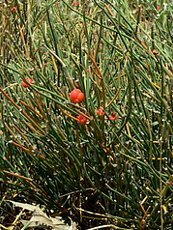 Ephedra distachya 